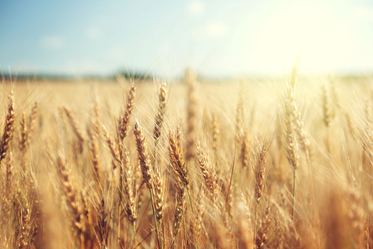 grain whisky and whiskey grain in a field